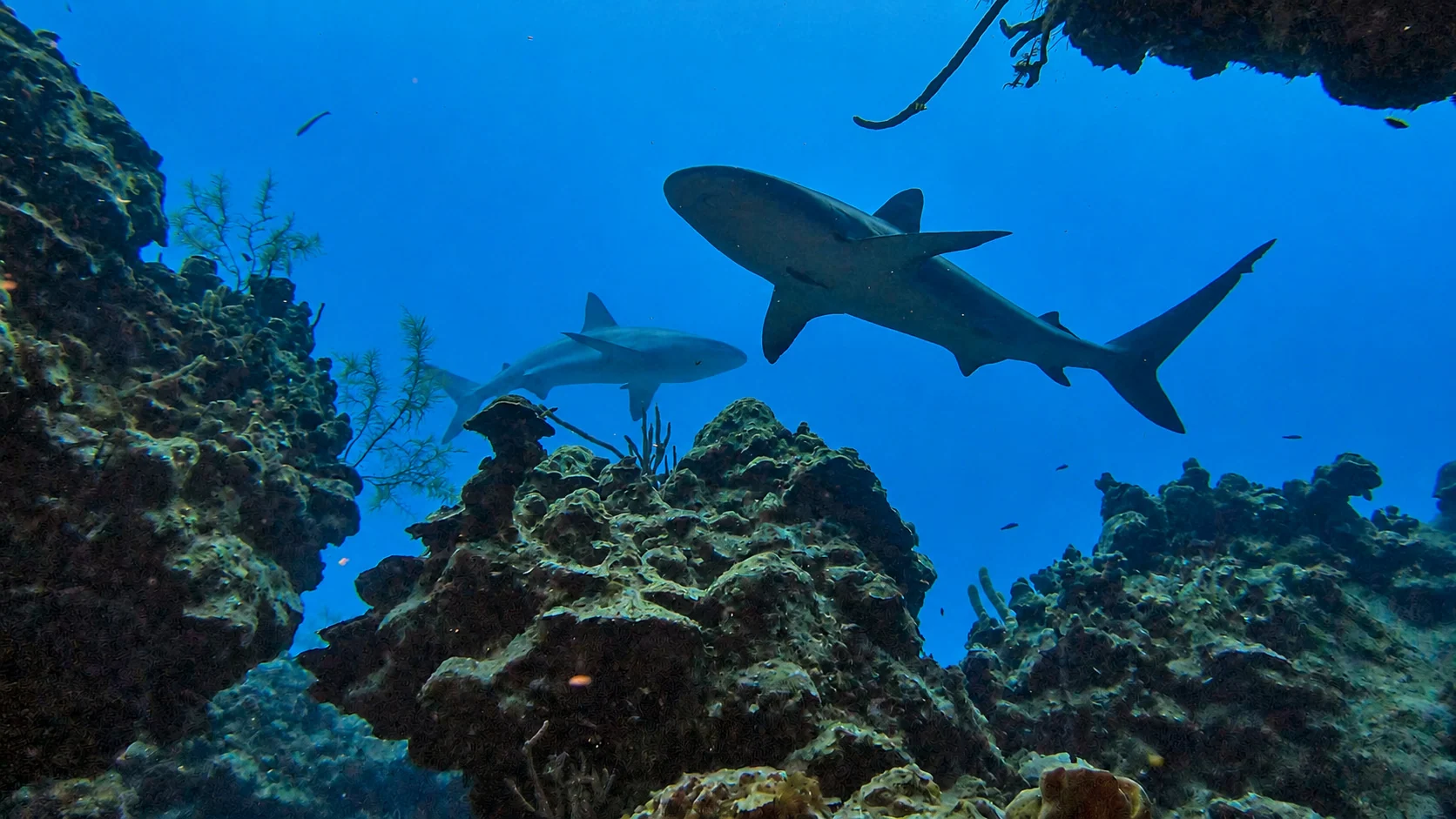Sharks swimming above a reef in Belize
